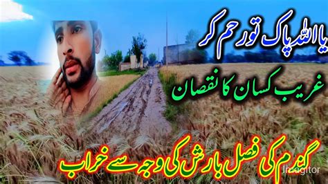 یا اللہ پاک تو رحم کر غریب کسان کا نقصان گندم کی فصل بارش کی وجہ سے