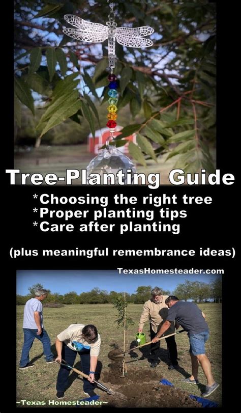 Tree Planting Guide (Plus A Meaningful Remembrance Idea) ~ Texas ...