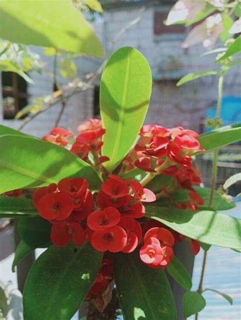 Crown Of Thorns Leaves Turning Yellow Why Plants Craze