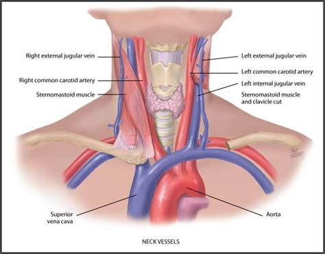 Head Neck Arteries Veins 3065 Kubiet Flashcards Ch 19 Human Anatomy And