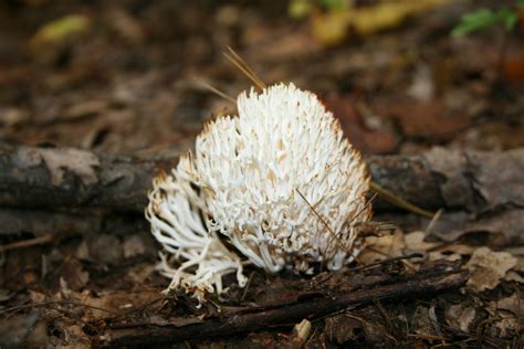 White Coral Fungus Ramariopsis Kunzei Peakd