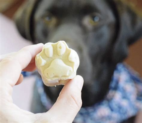 5 Banana Frozen Dog Treats to keep your Dog Cool this Summer