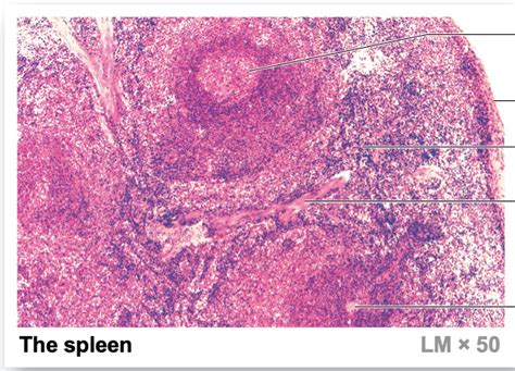 Histology Of The Spleen Diagram Quizlet