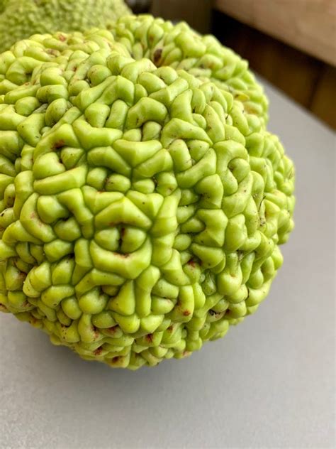 Hedge Apples Purpose