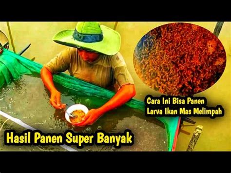 Cara Kami Supaya Bisa Panen Lebih Banyak Panen Larva Ikan Mas Super