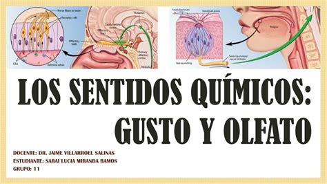 Los sentidos químicos Gusto y Olfato Lucia Miranda uDocz