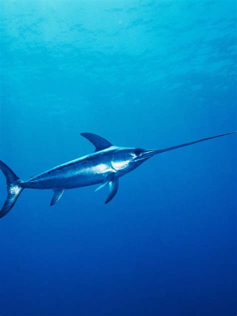 11 Incredible Swordfish Facts Fact Animal