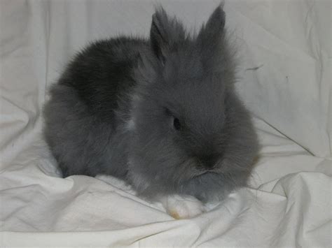 Greenland Farms: What is a Lionhead rabbit?