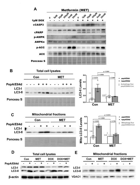 Metformin Inhibits Autophagy Mitophagy And Antagonizes Doxorubicin