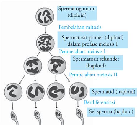 Oogenesis And Spermatogenesis Human Anatomy And Physiology Medical