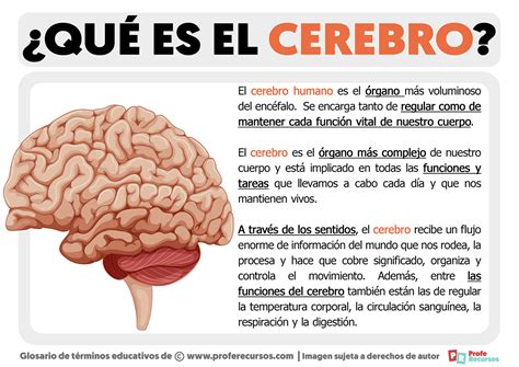 Que Es El Cerebro