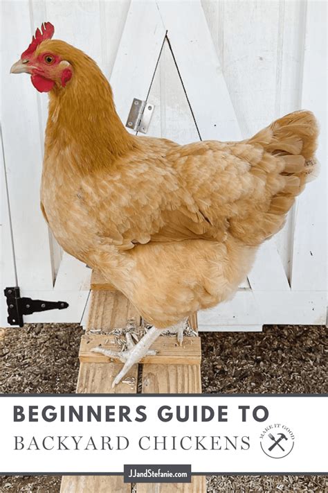 Our Beginners Guide To Backyard Chickens Jj And Stefanie