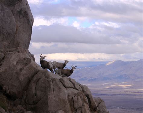 Protect Endangered Bighorn Sheep – 2019 — Yosemite Conservancy