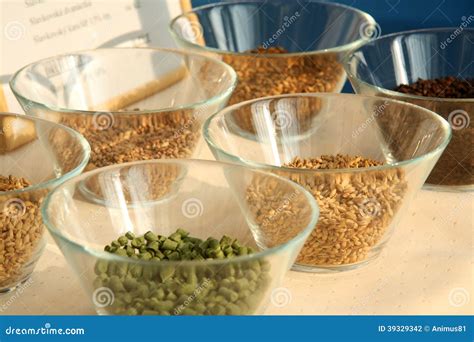 Barley And Hops Stock Photo Image Of Variety Beer Barley 39329342