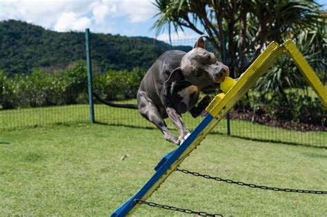 Cachorro Pit Bull De Nariz Azul Brincando E Se Divertindo No Parque