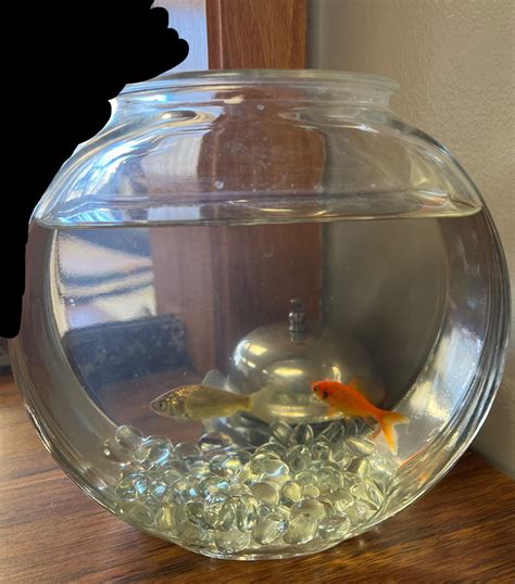 Goldfish Bowl