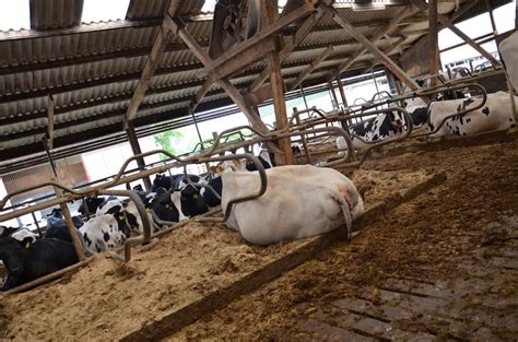 Trockenstellen Von K Hen Ohne Antibiotika Landwirt Gibt Praxistipps