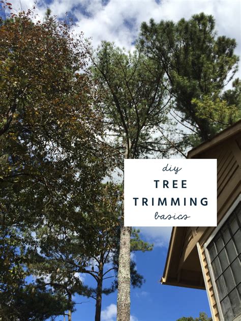 How to Trim and Prune Trees: DIY Basics & Safety Tips