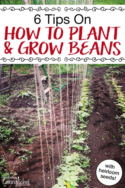 Best Way To Plant Green Beans | LaptrinhX / News