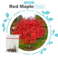 Jual Pohon Maple Jepang Terbaik Harga Murah Juni 2024 Cicil 0