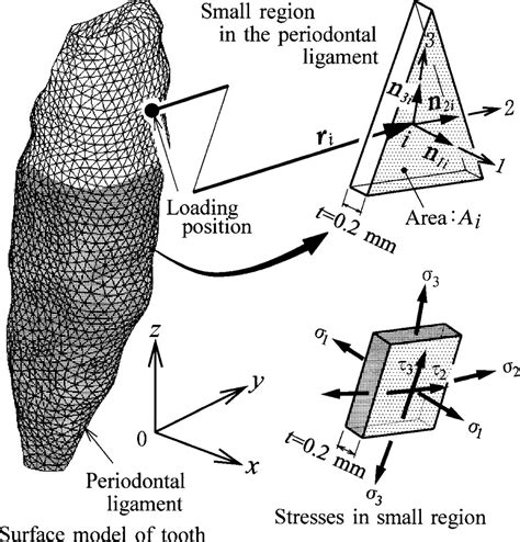 A Numerical Simulation Of Tooth Movement Produced By Molar Uprighting Spring American Journal