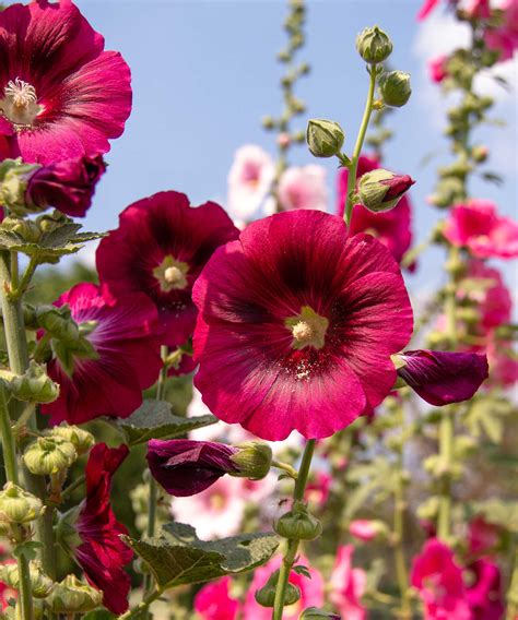 Hollyhocks care and growing guide: expert tips | Homes & Gardens