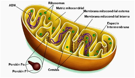 Biologia Molecular Mitocondria