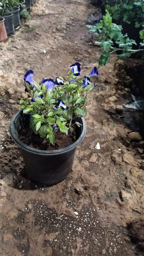 Full Sun Exposure Blue Flower Torenia Plant For Garden Summer Bloom