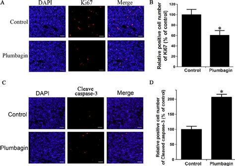 The Effects Of Plumbagin On Cell Proliferation And Apoptosis In Vivo