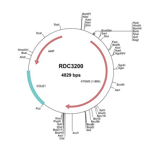 Human Transglutaminase Tgm Np Versaclone Cdna Rdc R