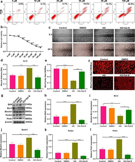 Sal B Enhances Migration And Mitochondrial Activity And Alleviates