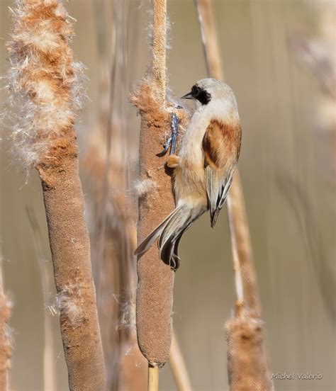 Rémiz penduline Penduline Tit Pájaro Moscón Michel Valerio Flickr