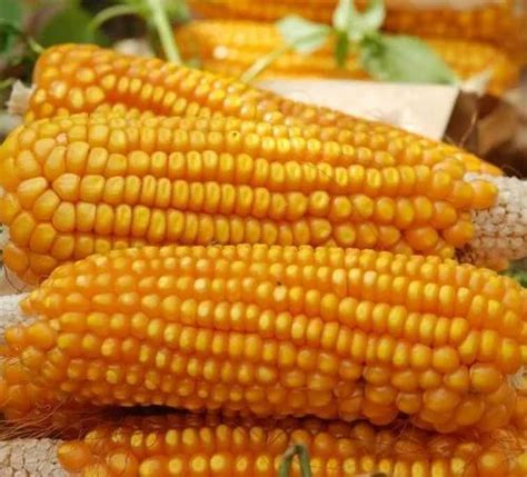 Healthy And Nutritious Hybrid Maize Seeds At Best Price In Hyderabad