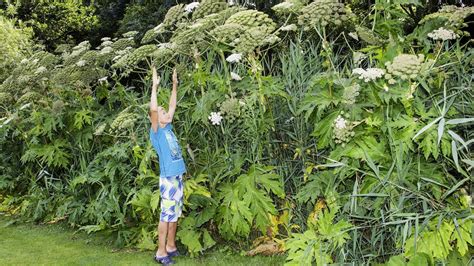 Neophyten Im Garten Wie Kann Man Sie Erkennen Und Ersetzen Beobachter