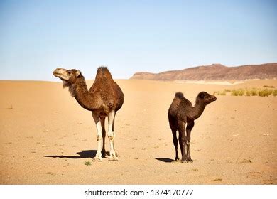 Camels Sahara Desert Stock Photo 1374170777 | Shutterstock