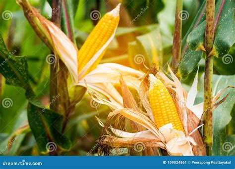 Yellow Cob Of Sweet Corn On The Field Collect Corn Crop Stock Image Image Of Agronomist