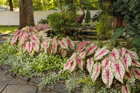 Caladiums The Ultimate Growing Guide From Proven Winners Proven