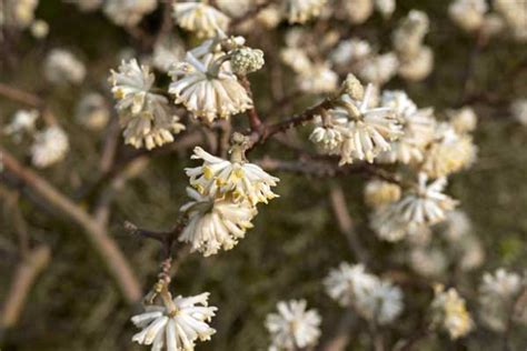 Edgeworthia Chrysantha Jardinerie BONCAP