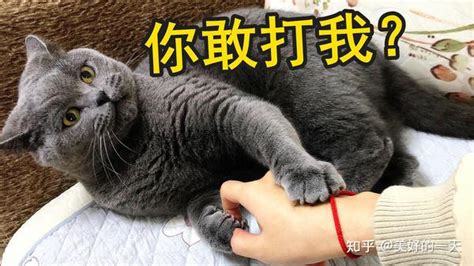 猫咪真的会被“打服”吗？过来人告诉你，打猫有这5大后果 知乎