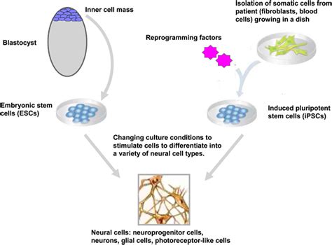 Frontiers Human Pluripotent Stem Cells Applications And Challenges