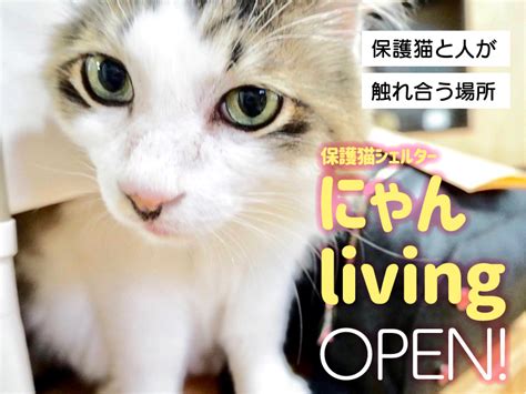 【保護猫と人が触れ合う場所】にゃんlivingさんオープン Npo法人まちづくりスポット