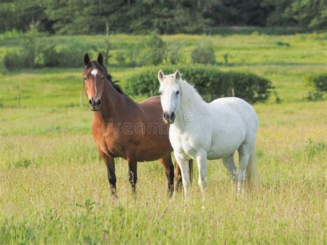 Herd Of Ponies Stock Image Image Of Group Moorland 186037569