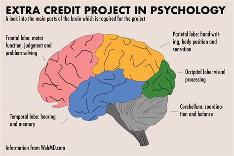 Psychology Brain Functions