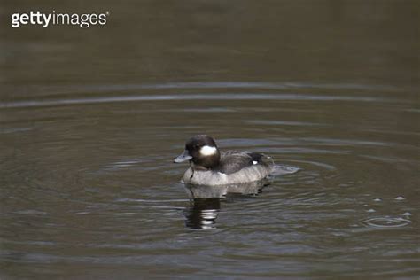 Bufflehead Female Bucephala Albeola Swimming In A Pond