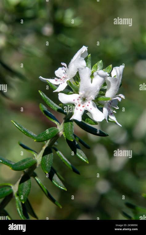 Sydney Australia Stem Of Coastal Rosemary Native To Eastern Australia