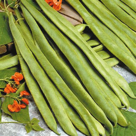 Runner Bean Scarlet Empire Stringless Plants Galore