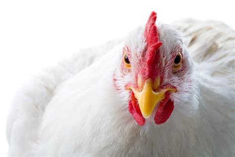 Complete Guide To Chicken Combs: Types, Frostbite and More… | Chickens ...