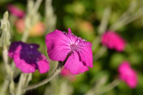 Free Picture Leaf Summer Macro Outdoor Flower Flora Nature