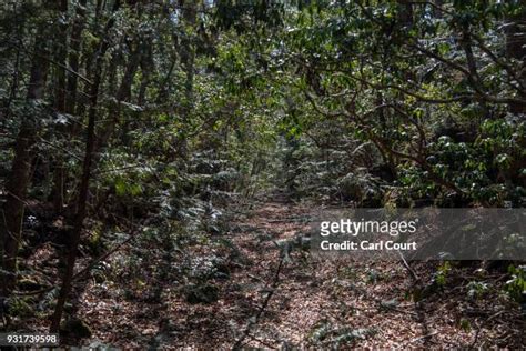 115 Aokigahara Forest Stock Photos, High-Res Pictures, and Images - Getty Images