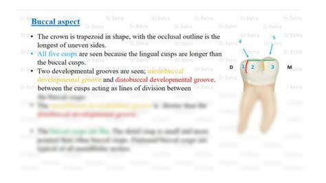 Solution Dental Anatomy Permanent Mandibular Molars Studypool